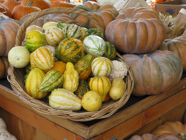 Gourds