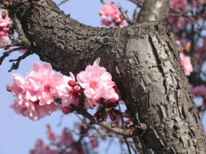 Spring Arrives with Ostara