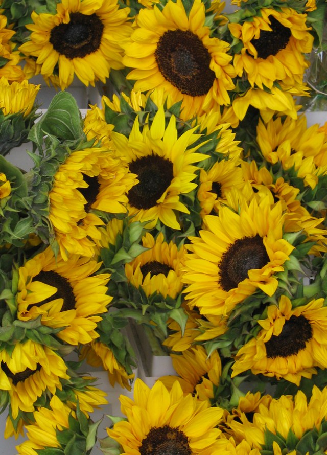 Sunflowers