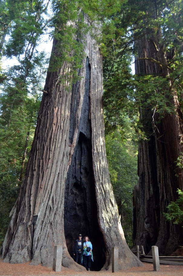 RedwoodTree