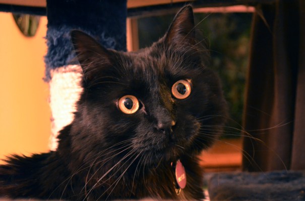 Familiars