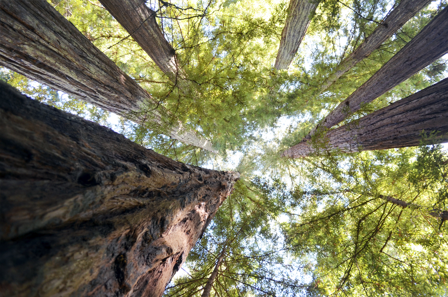 Sacred Circle of Trees