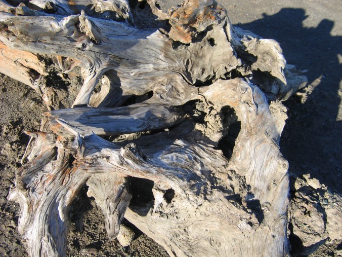 Drift Wood