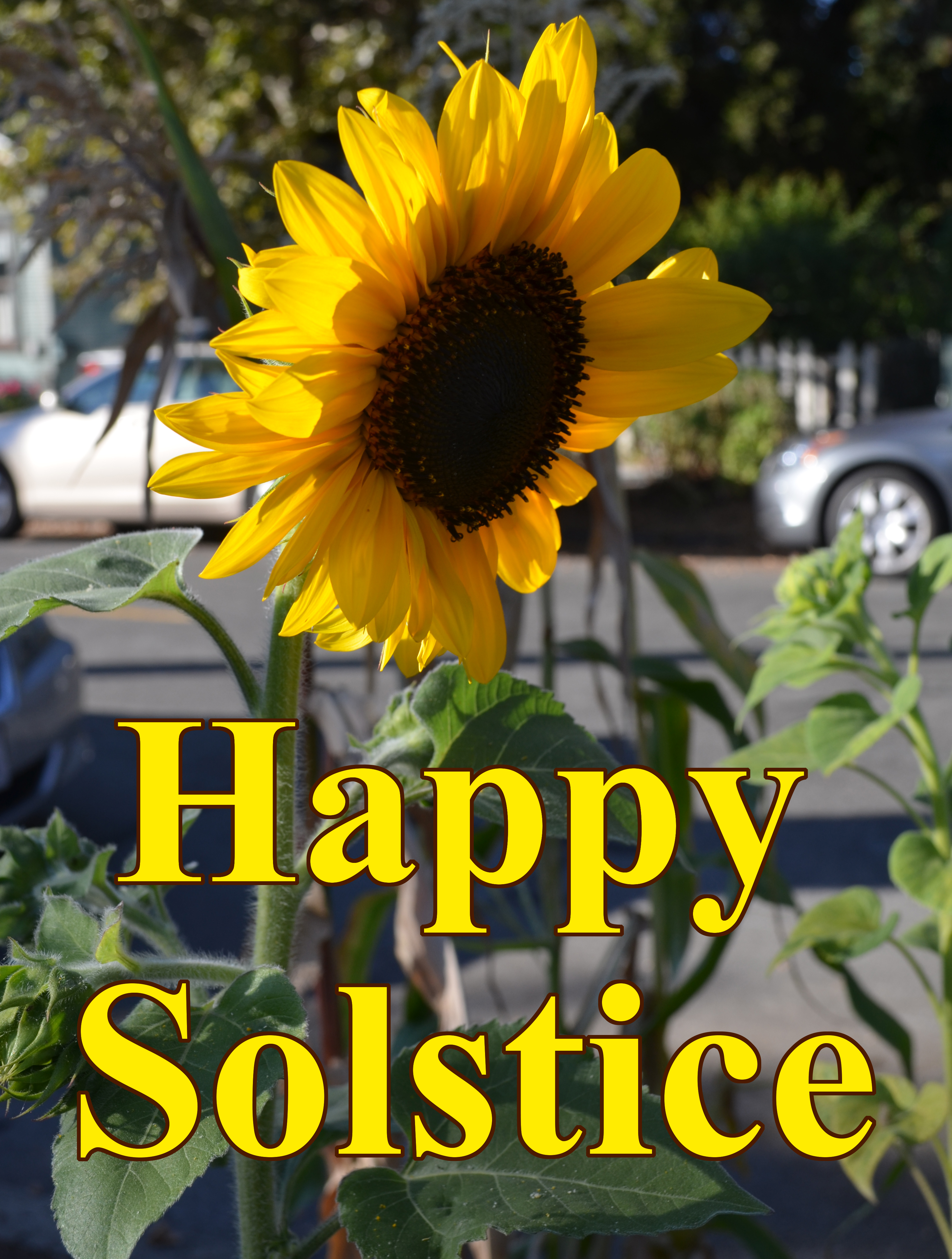 SunFlowerHappySolstice